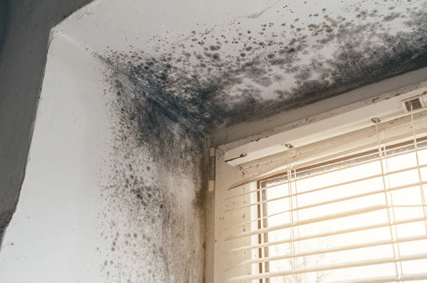 Affordable Mold Remediation solutions in Marion, VA